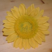 Sonnenblumenkopf